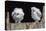 Barn Owl Chicks (Tyto Alba) Cumbria, June. Captive-Ann & Steve Toon-Premier Image Canvas