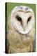 Barn Owl Close-Up-Hal Beral-Premier Image Canvas