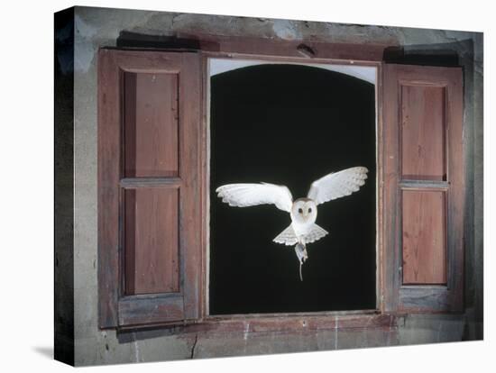 Barn Owl Flying into Building Through Window Carrying Mouse Prey, Girona, Spain-Inaki Relanzon-Premier Image Canvas