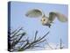 Barn Owl Hunting Along Roadside Hedge, Norfolk, UK-Gary Smith-Premier Image Canvas