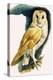 Barn Owl, Illustration from 'Peeps at Nature', 1963-English Photographer-Premier Image Canvas