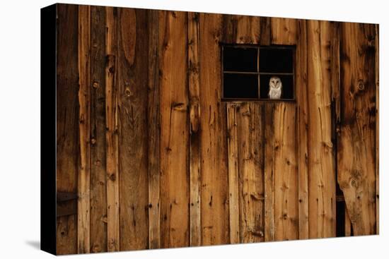 Barn Owl in Barn Window-W^ Perry Conway-Premier Image Canvas