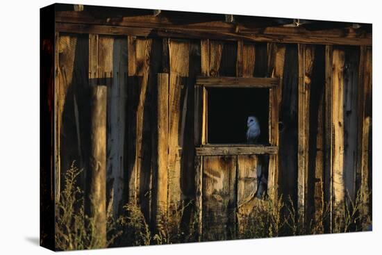 Barn Owl in Barn Window-W. Perry Conway-Premier Image Canvas