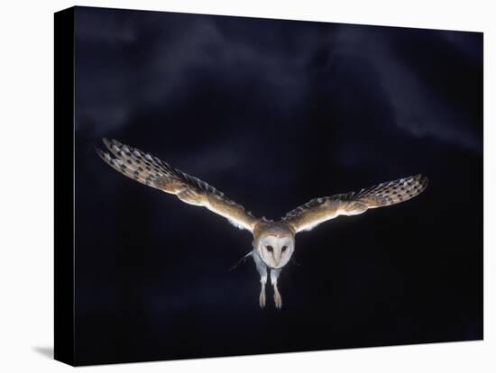 Barn Owl in Flight, at Night-null-Premier Image Canvas