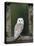 Barn Owl, in Old Farm Building Window, Scotland, UK Cairngorms National Park-Pete Cairns-Premier Image Canvas