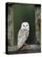 Barn Owl, in Old Farm Building Window, Scotland, UK Cairngorms National Park-Pete Cairns-Premier Image Canvas