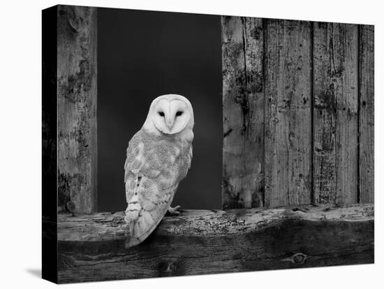 Barn Owl, in Old Farm Building Window, Scotland, UK Cairngorms National Park-Pete Cairns-Premier Image Canvas