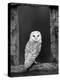 Barn Owl, in Old Farm Building Window, Scotland, UK Cairngorms National Park-Pete Cairns-Premier Image Canvas