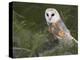 Barn Owl on Dry Stone Wall, Tyto Alba, United Kingdom-Steve & Ann Toon-Premier Image Canvas