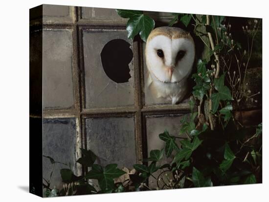 Barn Owl, Peering out of Broken Window, UK-Jane Burton-Premier Image Canvas