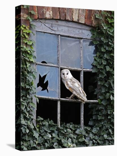 Barn Owl Sitting in Old Farm Window, Tyto Alba, Norfolk-Paul Hobson-Premier Image Canvas