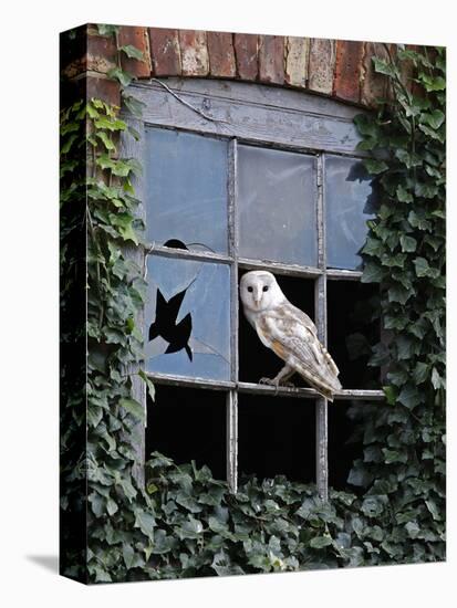 Barn Owl Sitting in Old Farm Window, Tyto Alba, Norfolk-Paul Hobson-Premier Image Canvas