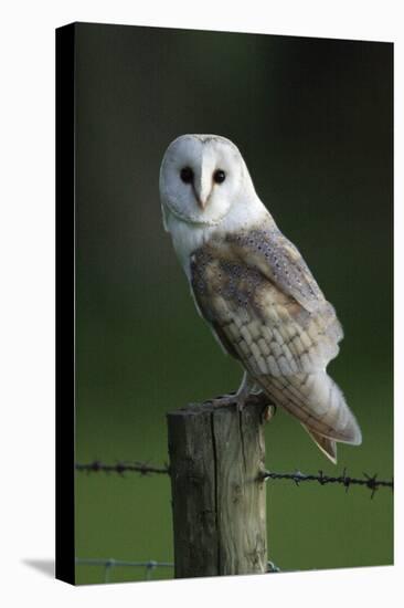 Barn Owl Sitting on Post-null-Premier Image Canvas