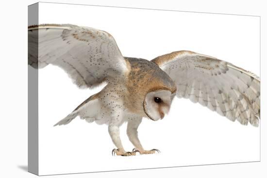 Barn Owl, Tyto Alba, 4 Months Old, Flying against White Background-Life on White-Premier Image Canvas