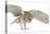 Barn Owl, Tyto Alba, 4 Months Old, Flying against White Background-Life on White-Premier Image Canvas