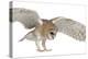 Barn Owl, Tyto Alba, 4 Months Old, Flying against White Background-Life on White-Premier Image Canvas