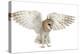 Barn Owl, Tyto Alba, 4 Months Old, Flying against White Background-Life on White-Premier Image Canvas