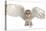 Barn Owl, Tyto Alba, 4 Months Old, Portrait Flying against White Background-Life on White-Premier Image Canvas