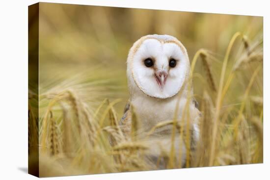 Barn Owl (Tyto Alba), Captive, Cumbria, England, United Kingdom, Europe-Ann & Steve Toon-Premier Image Canvas