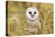 Barn Owl (Tyto Alba), Captive, Cumbria, England, United Kingdom, Europe-Ann & Steve Toon-Premier Image Canvas