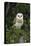 Barn Owl (Tyto Alba), Captive, Cumbria, England, United Kingdom, Europe-Ann & Steve Toon-Premier Image Canvas