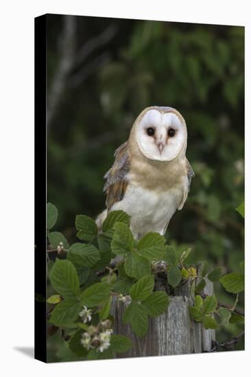 Barn Owl (Tyto Alba), Captive, Cumbria, England, United Kingdom, Europe-Ann & Steve Toon-Premier Image Canvas