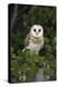 Barn Owl (Tyto Alba), Captive, Cumbria, England, United Kingdom, Europe-Ann & Steve Toon-Premier Image Canvas