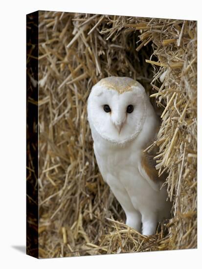 Barn Owl ( Tyto Alba), Captive, in Bales of Straw, Barn Owl Centre, Gloucestershire, England, Uk-null-Premier Image Canvas
