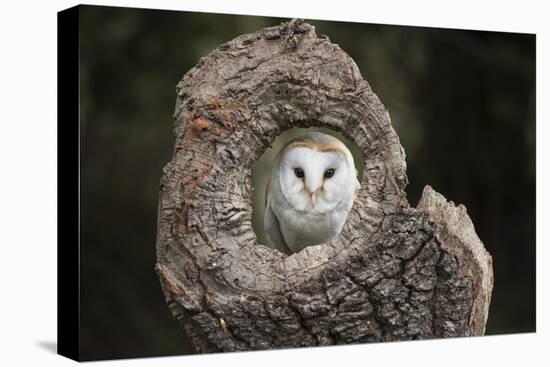Barn Owl (Tyto Alba), Herefordshire, England, United Kingdom-Janette Hill-Premier Image Canvas