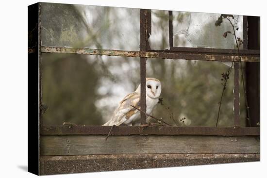 Barn Owl (Tyto Alba), Herefordshire, England, United Kingdom-Janette Hill-Premier Image Canvas