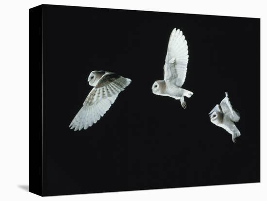 Barn Owl (Tyto Alba) in Flight. Time-Lapse. Captive, UK-null-Premier Image Canvas