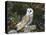 Barn Owl (Tyto Alba), on Dry Stone Wall with Hawthorn Berries in Late Summer, Captive, England-Steve & Ann Toon-Premier Image Canvas