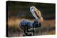 Barn Owl (Tyto Alba) Sitting on a Camera-Don Mammoser-Premier Image Canvas