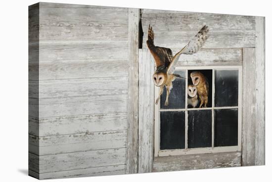 Barn Owl (Tyto Alba)-Rolf Nussbaumer-Premier Image Canvas