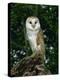 Barn Owl, Warwickshire, England, United Kingdom, Europe-Rainford Roy-Premier Image Canvas