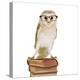 Barn Owl with Books Wearing Glasses-Andy and Clare Teare-Premier Image Canvas