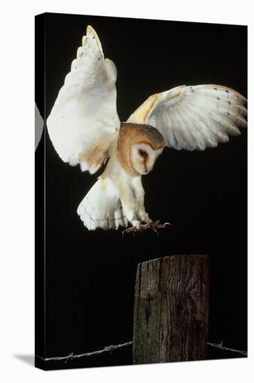 Barn Owl-Andy Harmer-Premier Image Canvas