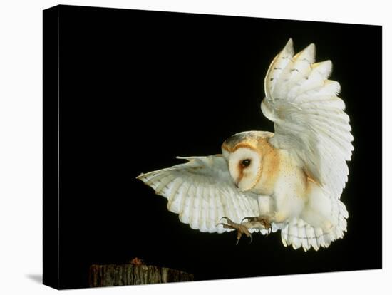 Barn Owl-Andy Harmer-Premier Image Canvas