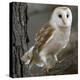 Barn Owl-Linda Wright-Premier Image Canvas