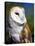 Barn Owl-Douglas Taylor-Premier Image Canvas