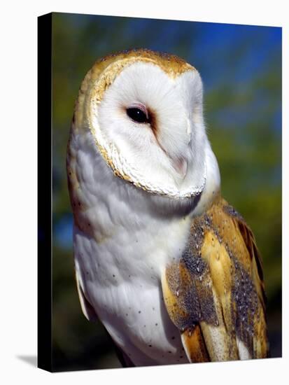 Barn Owl-Douglas Taylor-Premier Image Canvas