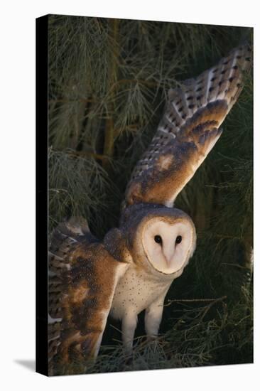 Barn Owl-DLILLC-Premier Image Canvas