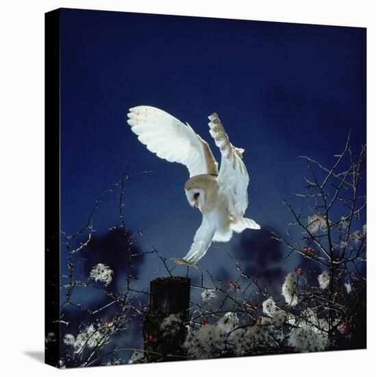 Barn Owl-null-Premier Image Canvas