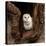 Barn Owl-jack53-Stretched Canvas