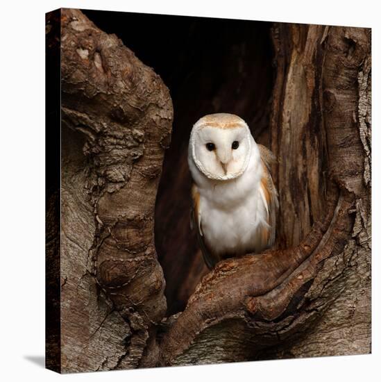 Barn Owl-jack53-Stretched Canvas