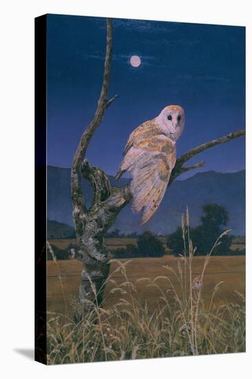 Barn Owl-Simon Cook-Premier Image Canvas