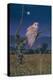 Barn Owl-Simon Cook-Premier Image Canvas