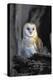 Barn Owl-Lantern Press-Stretched Canvas