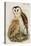 Barn Owl-John Gould-Stretched Canvas