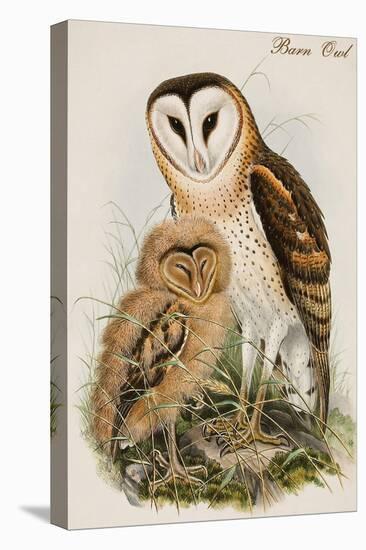 Barn Owl-John Gould-Stretched Canvas